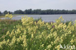 Common Meadow-rue (Thalictrum flavum)