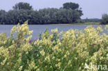 Poelruit (Thalictrum flavum)