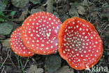 Fly agaric (Amanita muscaria)