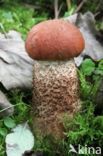 Aspen mushroom (Leccinum rufum)