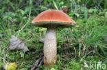 Rosse populierboleet (Leccinum rufum)