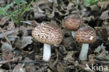 Blushing Wood Mushroom (Agaricus silvaticus)