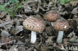 Schubbige boschampignon (Agaricus silvaticus)