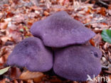 Violette gordijnzwam (Cortinarius violaceus)