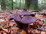 Violette gordijnzwam (Cortinarius violaceus)