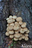 Schubbige bundelzwam (Pholiota squarrosa)