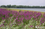 Purple Loosestrife (Lythrum salicaria)