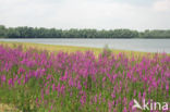 Purple Loosestrife (Lythrum salicaria)