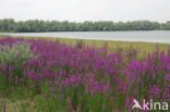 Gewone kattenstaart (Lythrum salicaria)