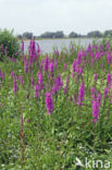 Purple Loosestrife (Lythrum salicaria)