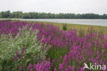 Purple Loosestrife (Lythrum salicaria)