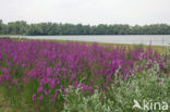 Purple Loosestrife (Lythrum salicaria)