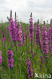 Purple Loosestrife (Lythrum salicaria)