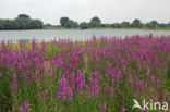 Purple Loosestrife (Lythrum salicaria)