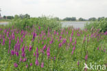 Purple Loosestrife (Lythrum salicaria)