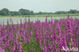 Gewone kattenstaart (Lythrum salicaria)