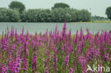 Purple Loosestrife (Lythrum salicaria)