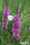 Purple Loosestrife (Lythrum salicaria)