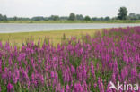 Purple Loosestrife (Lythrum salicaria)