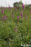 Purple Loosestrife (Lythrum salicaria)