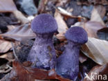 Violette gordijnzwam (Cortinarius violaceus)