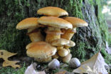 Prachtvlamhoed (Gymnopilus junonius)