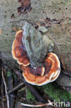 Roodgerande houtzwam (Fomitopsis pinicola)