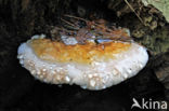 Roodgerande houtzwam (Fomitopsis pinicola)