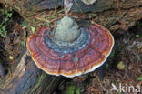 Roodgerande houtzwam (Fomitopsis pinicola)