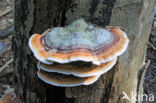 Roodgerande houtzwam (Fomitopsis pinicola)