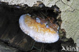 Roodgerande houtzwam (Fomitopsis pinicola)