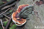 Roodgerande houtzwam (Fomitopsis pinicola)