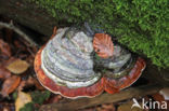 Echte tonderzwam (Fomes fomentarius)