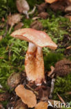 Roodschubbige gordijnzwam (Cortinarius bolaris)