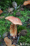 Roodschubbige gordijnzwam (Cortinarius bolaris)