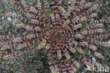 Coral Necklace (Illecebrum verticillatum)