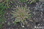 Grondster (Illecebrum verticillatum)