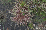 Coral Necklace (Illecebrum verticillatum)