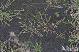 Coral Necklace (Illecebrum verticillatum)