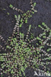 Coral Necklace (Illecebrum verticillatum)