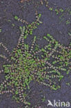 Coral Necklace (Illecebrum verticillatum)
