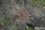 Coral Necklace (Illecebrum verticillatum)