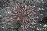 Coral Necklace (Illecebrum verticillatum)