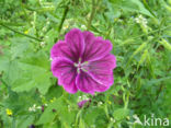 Malva sylvestris forma rosea