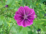 Malva sylvestris forma rosea