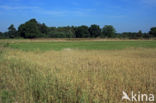 Cultivated Oat (Avena sativa)