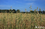 Cultivated Oat (Avena sativa)