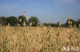 Cultivated Oat (Avena sativa)