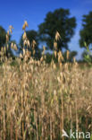 Cultivated Oat (Avena sativa)