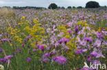 Greater Knapweed (Centaurea scabiosa)